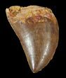 Carcharodontosaurus Tooth - Serrated #52836-1
